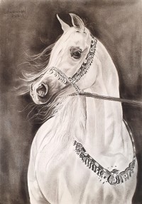 Khalid Sheikhein, 15 x 22 Inch, Charcoal on Paper, Horse Painting, AC-KDSH-003